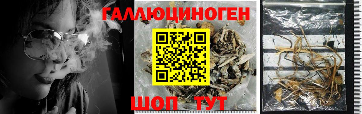 Галлюциногенные грибы Psilocybine cubensis Курганинск
